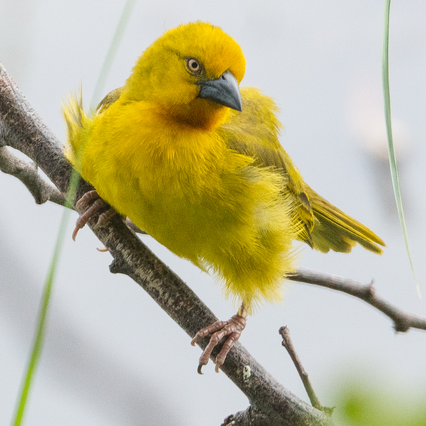 Tisserin safran (Holub's golden weaver, Ploceus xanthops), mâle adulte nuptial, camp de Kwando lagoon, Delta de l'Okavango, Botswana.